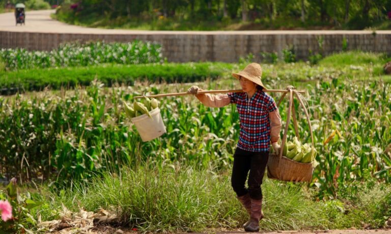 China Farm China Farm