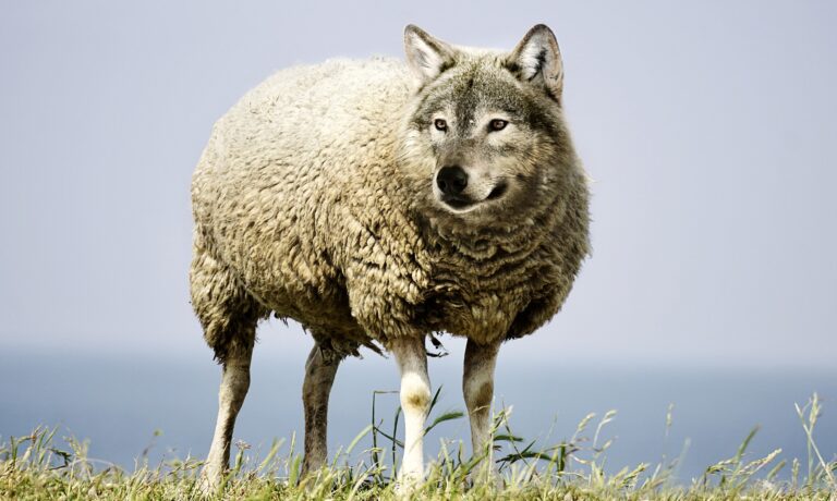 wolf-in-sheeps-clothing