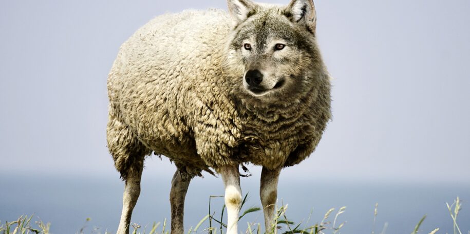 wolf-in-sheeps-clothing